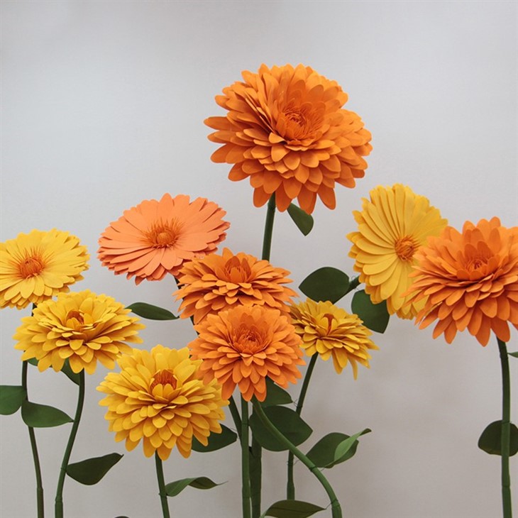Skumblomster Marigold